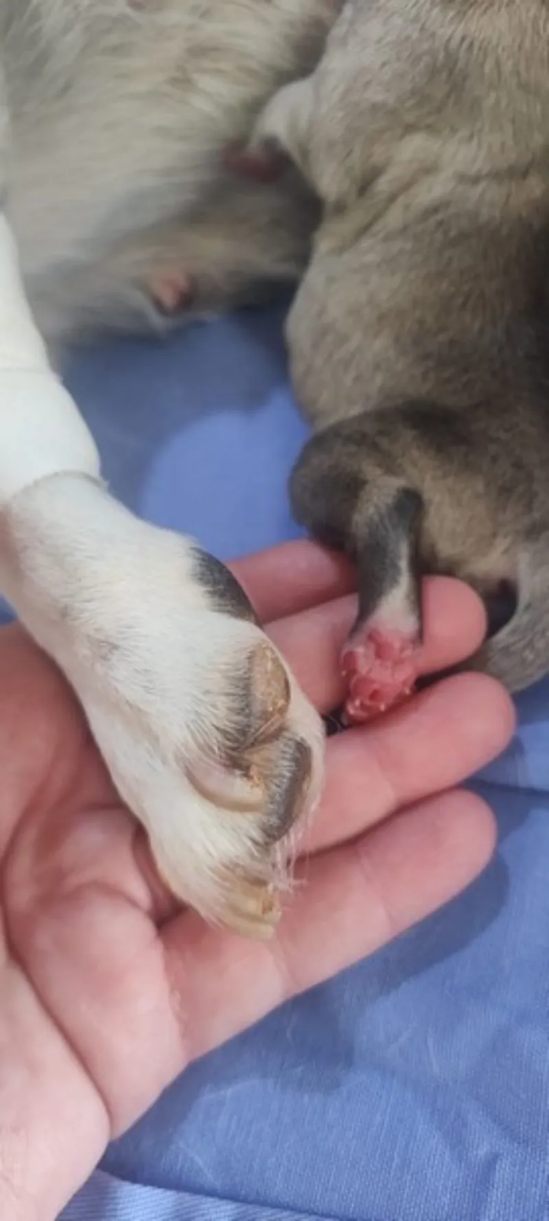 Imagem ilustrativa de Anestesia geral veterinária