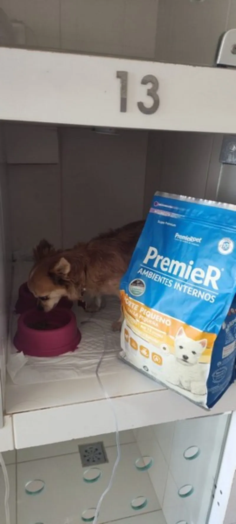 Serviços de pet shop