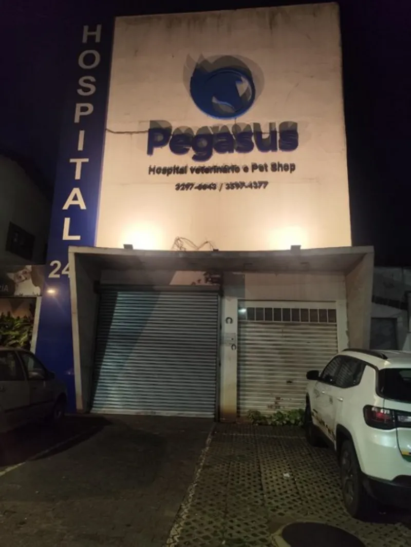 Tosa higiênica para gato