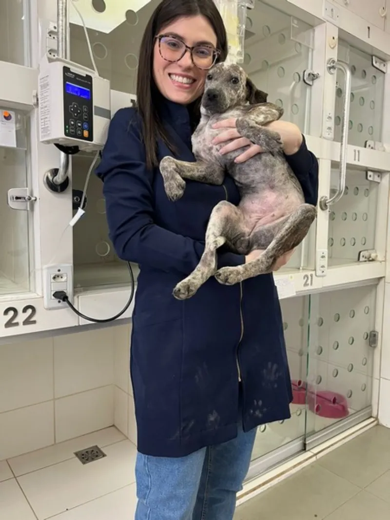 Vacinação antirrábica em animais