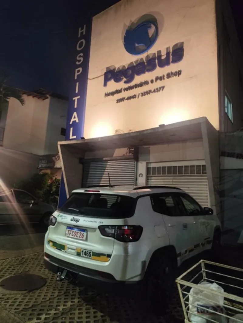 Imagem ilustrativa de Veterinário especialista em gatos em Trindade