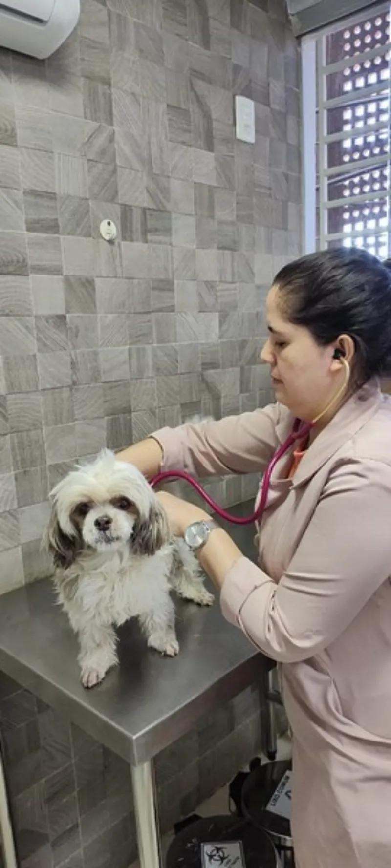 Veterinário especialista em ortopedia