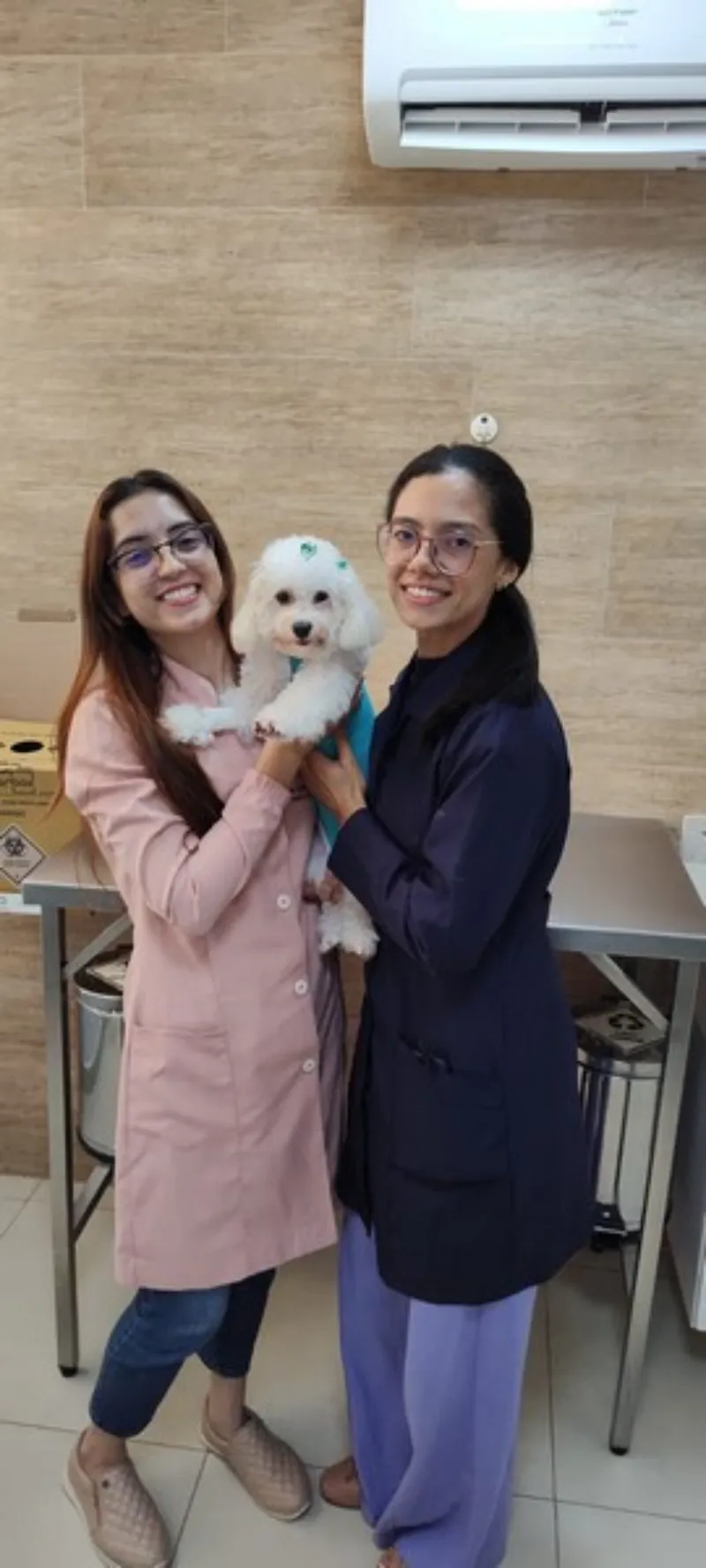 Veterinário especialista em otorrinolaringologia